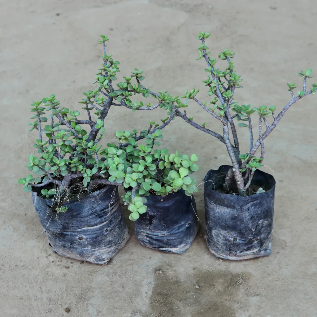 Set of 3 - Jade (Bonsai Starters) in 4 Inch Nursery Bag