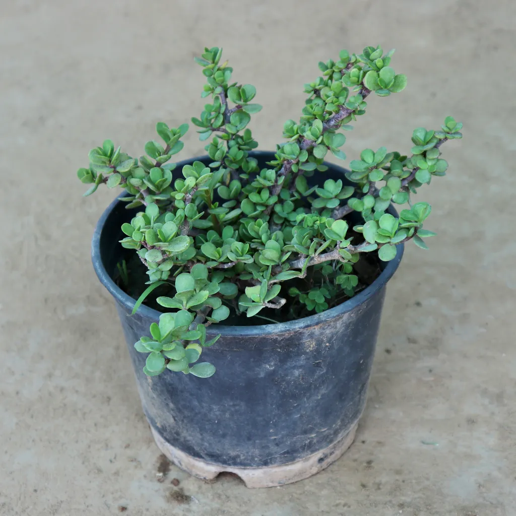 Lucky Jade Plant in 8 Inch Plastic Pot