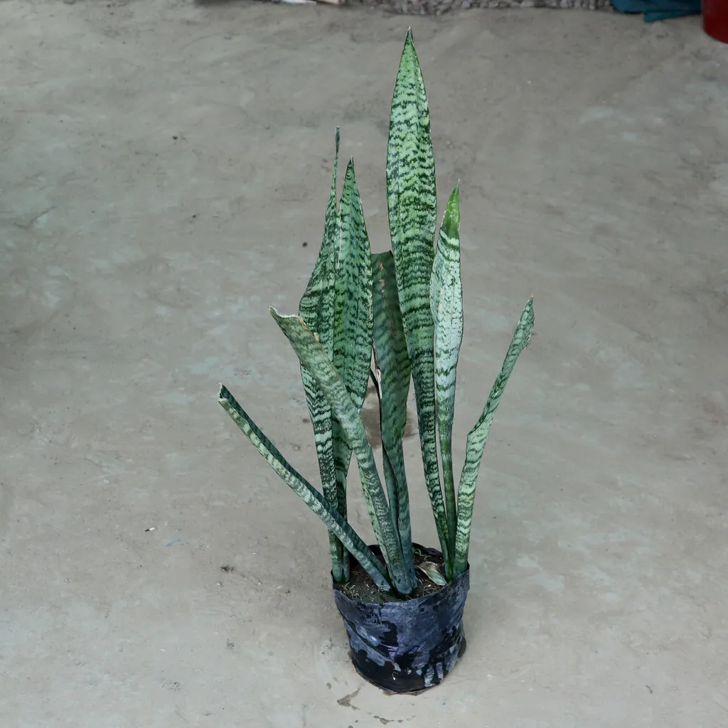Green Long Snake Plant in 9 Inch Nursery Bag