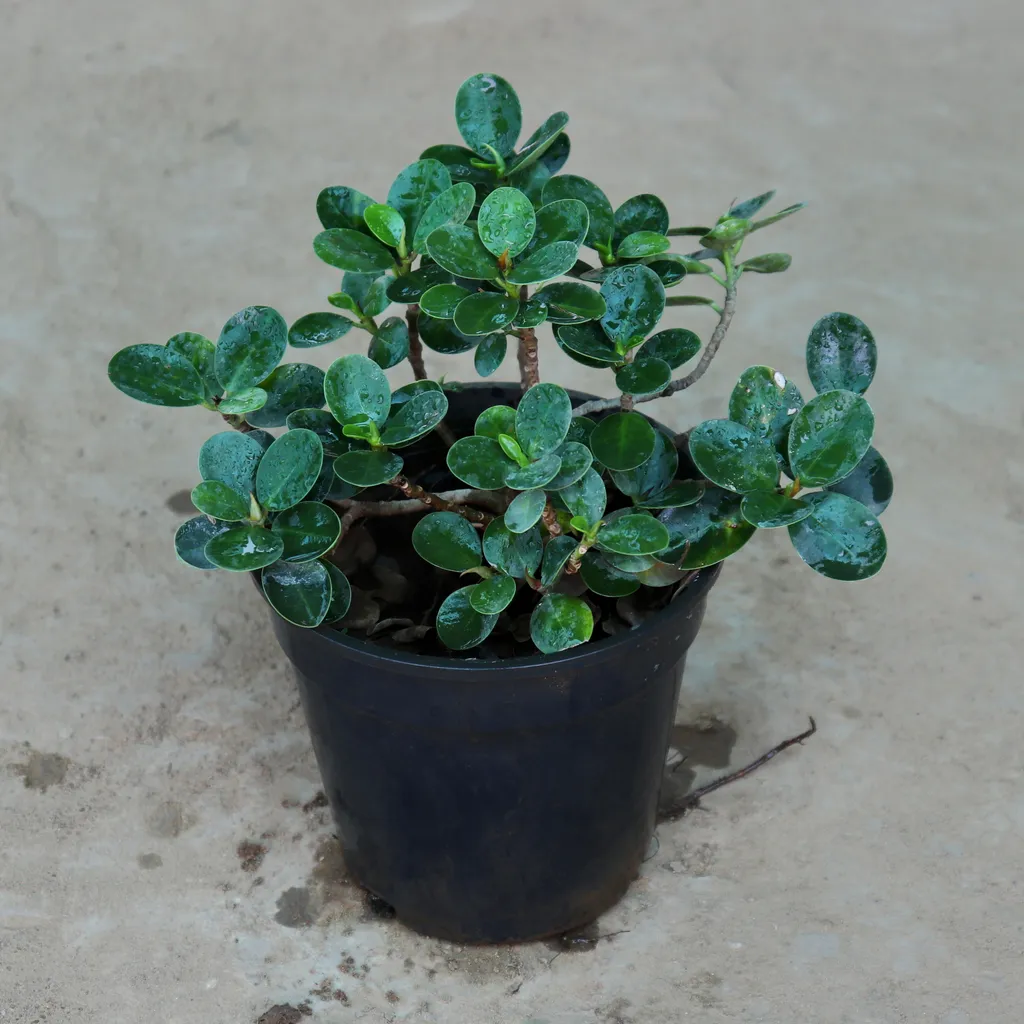 Dwarf Ficus in 6 Inch Plastic Pot