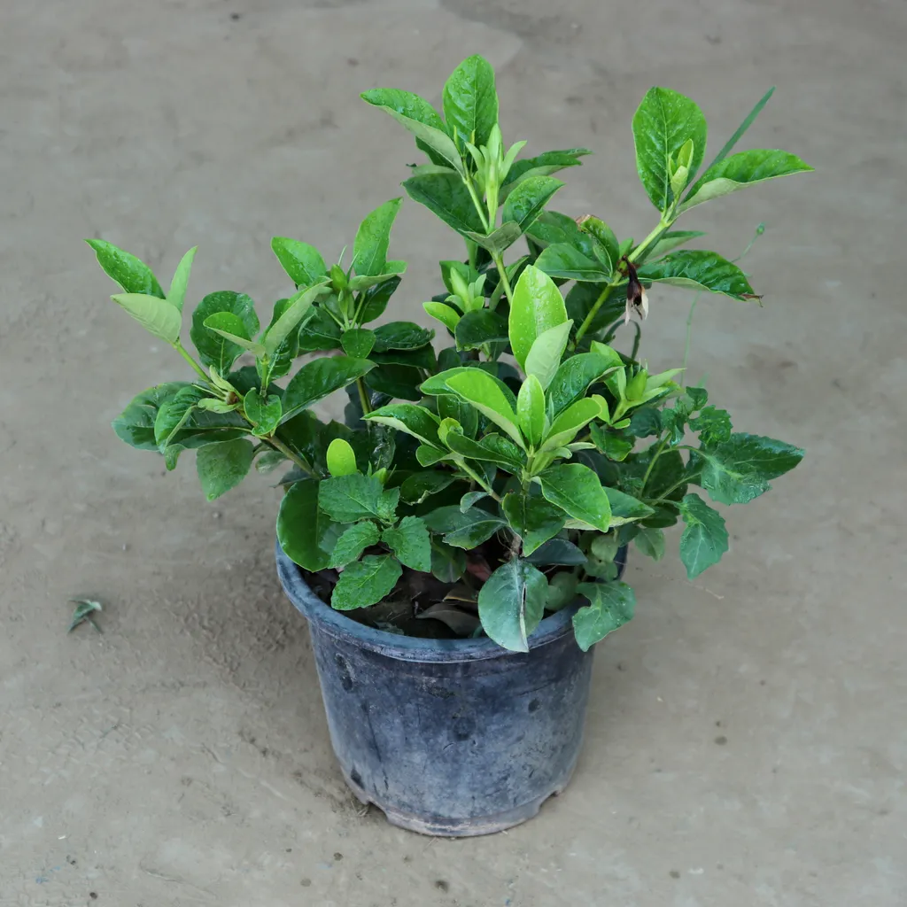 Fragrant Gardenia Gandhraaj (any colour) in 7 Inch Plastic Pot