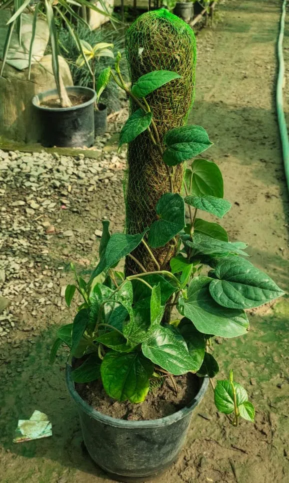 Paan with Moss-Stick (~2 feet) in 8 Inch Plastic Pot