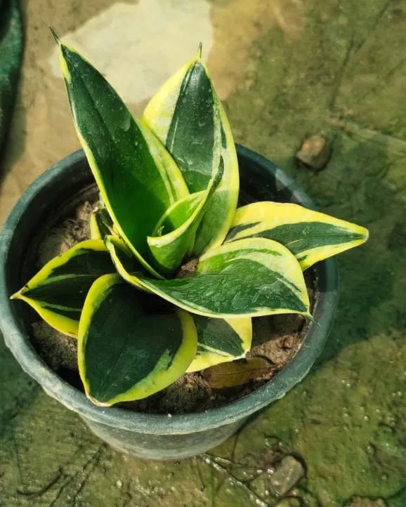 Yellow Dwarf Snake Plant in 6 Inch Plastic Pot
