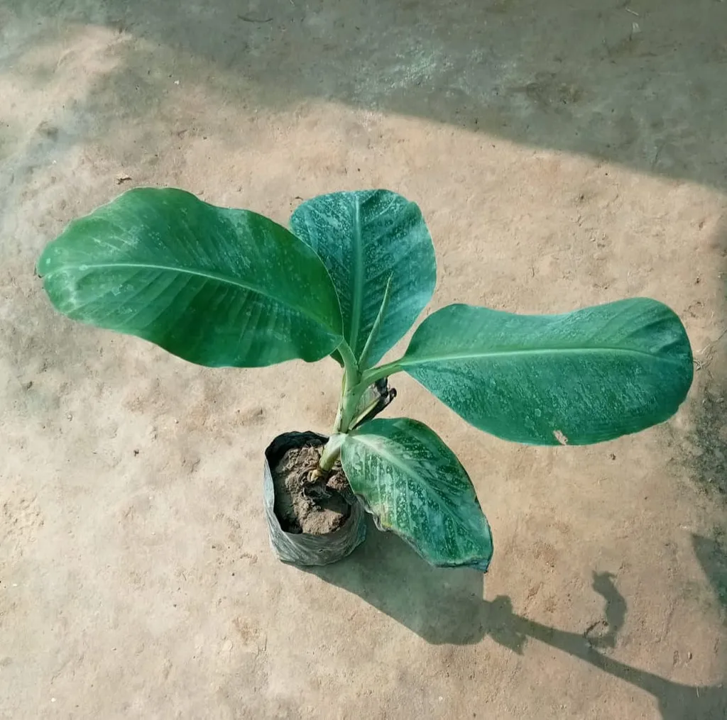 Banana Plant in 8 Inch Nursery Bag