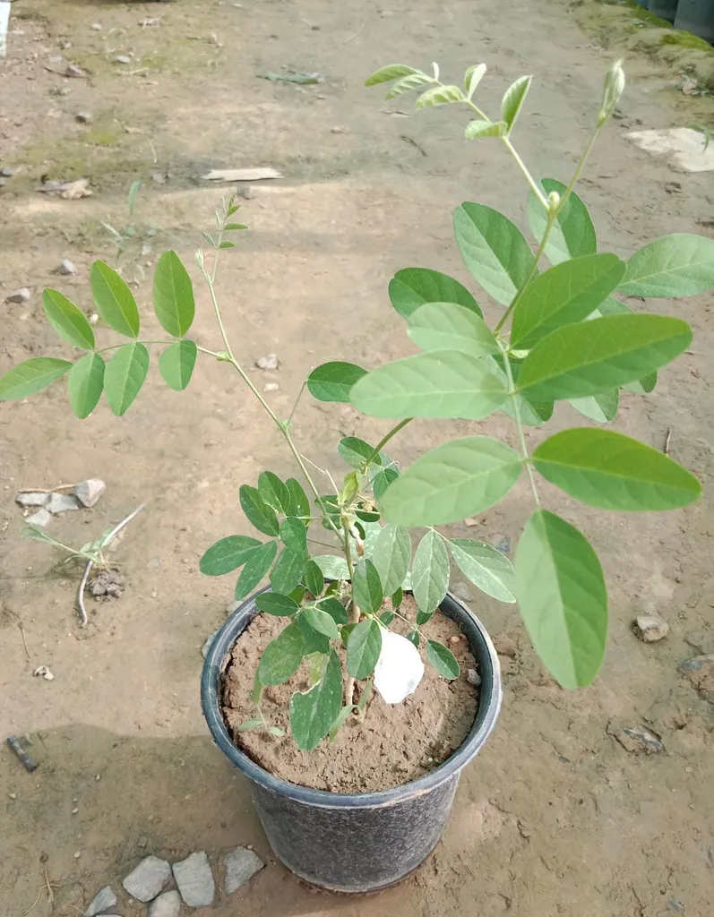 Aparajita (Any colour) in 6 Inch Plastic Pot