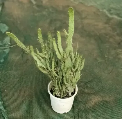 Buy Cactus Green Forest in 4 Inch Plastic Pot Online | Urvann.com