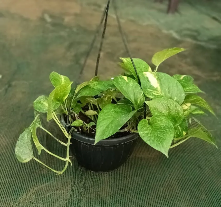 Green Money Plant in 7 Inch Hanging Basket