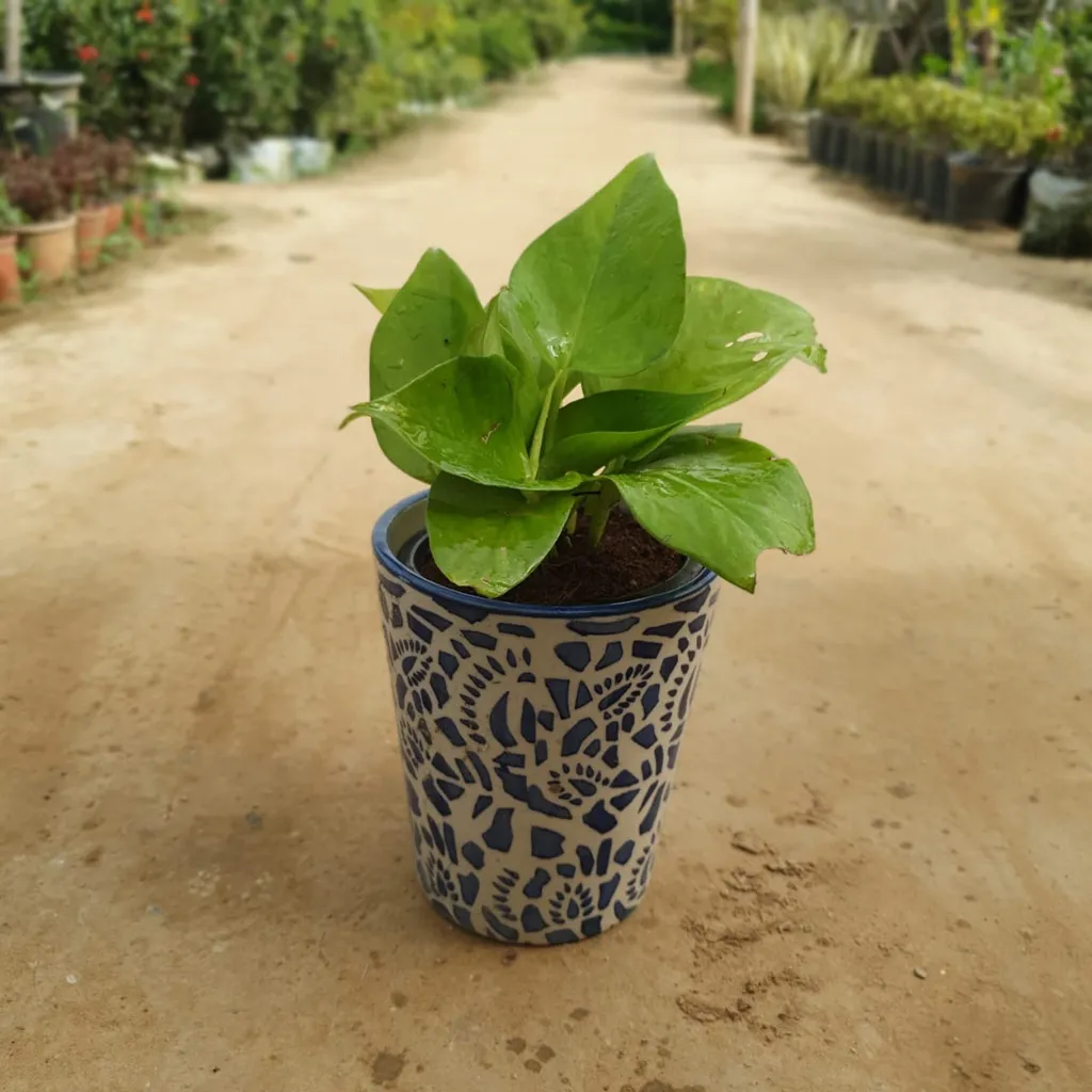 Golden Money Plant in 6 inch Ceramic Pot (Pot colour may vary)