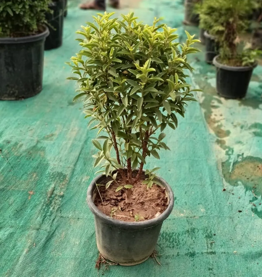 Chinese Amrood in 8 Inch Plastic Pot