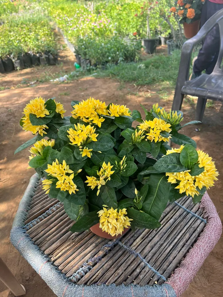 Hybrid Ixora Yellow in 6 Inch Plastic Pot