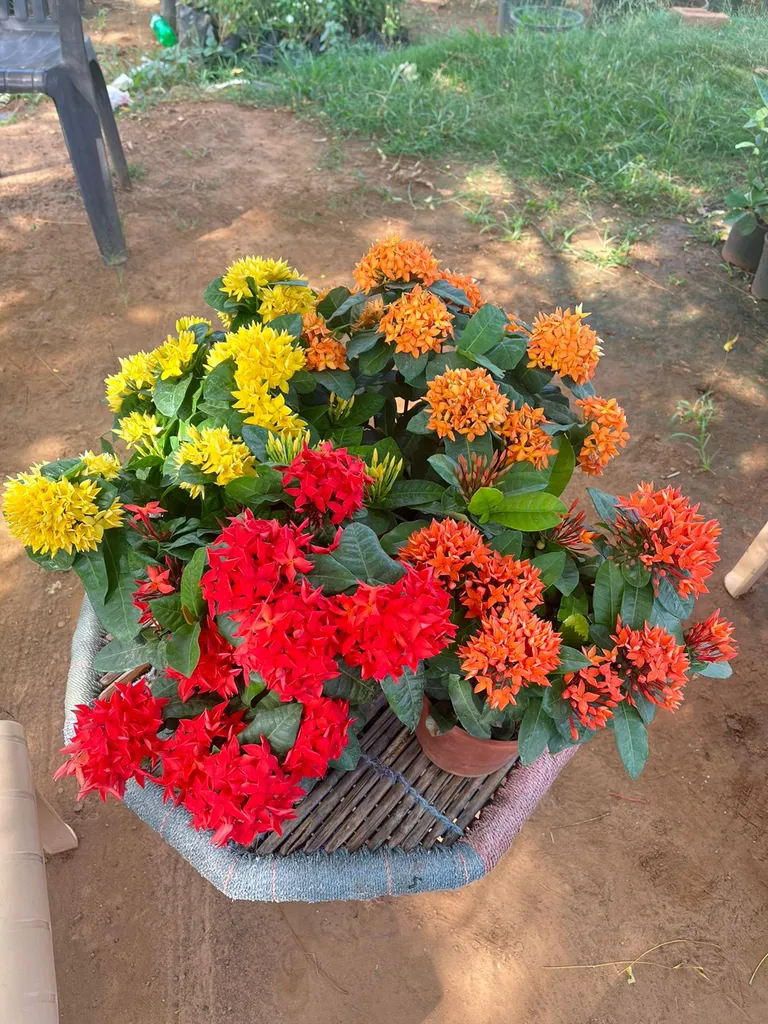 Set of 4 Hybrid Ixora 6 Inch Plastic Pot (any colour) in Assorted Colors