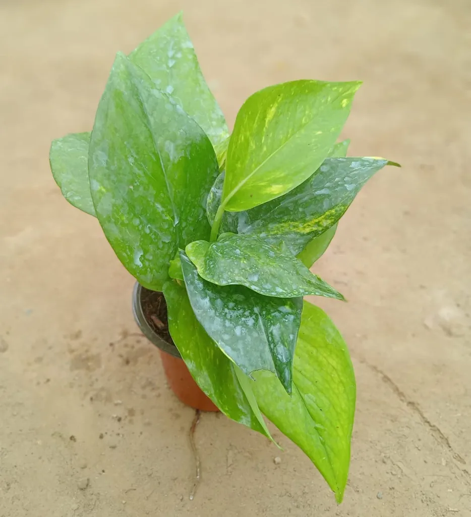 Green Money Plant in 3.5 Inch Plastic Pot