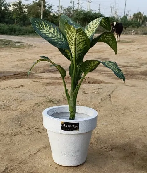 Dieffenbachia Bush (8 Inch) in 12 Inch White Polymer Cup Shape Planter