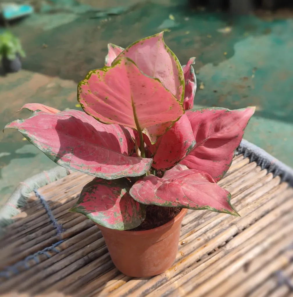 Pink Aglaonema in 5 Inch Plastic Pot
