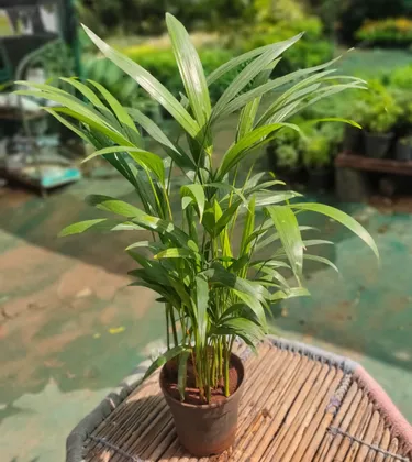 Buy Dwarf Areca Palm in 6 Inch Plastic Pot Online | Urvann.com