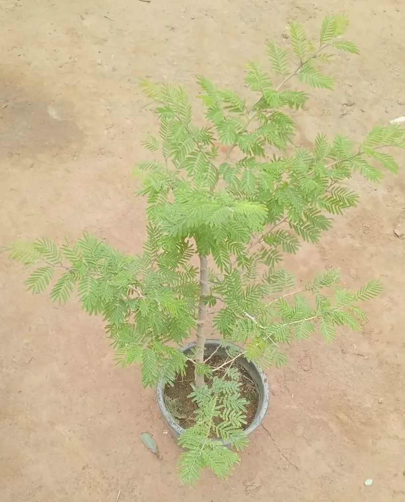 Shami Plant in 8 Inch Plastic Pot