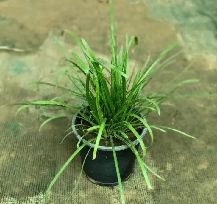 White Rain Lily in 5 Inch Plastic Pot