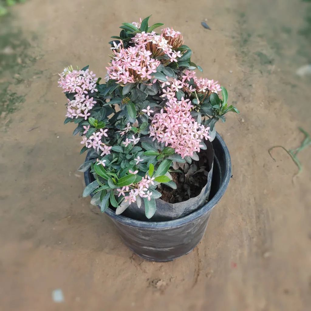 Ixora Pink in 6 Inch Plastic Pot