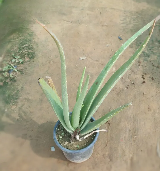 Aloe vera in 6 Inch Plastic Pot