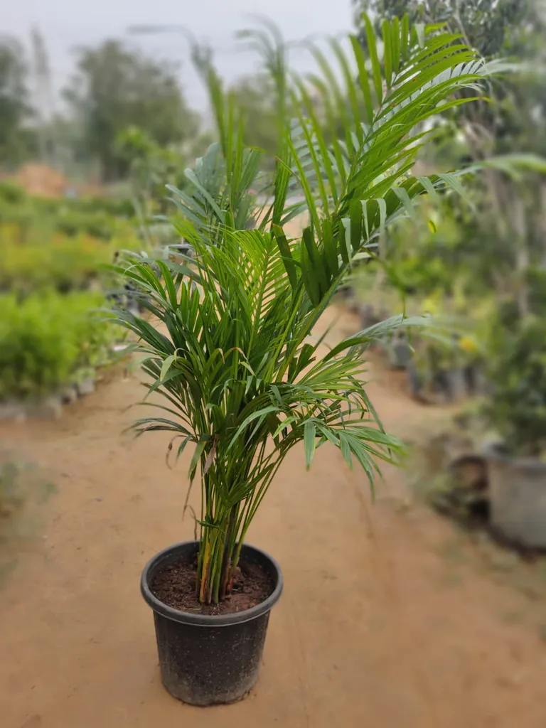 Areca Palm in 12 Inch Plastic Pot