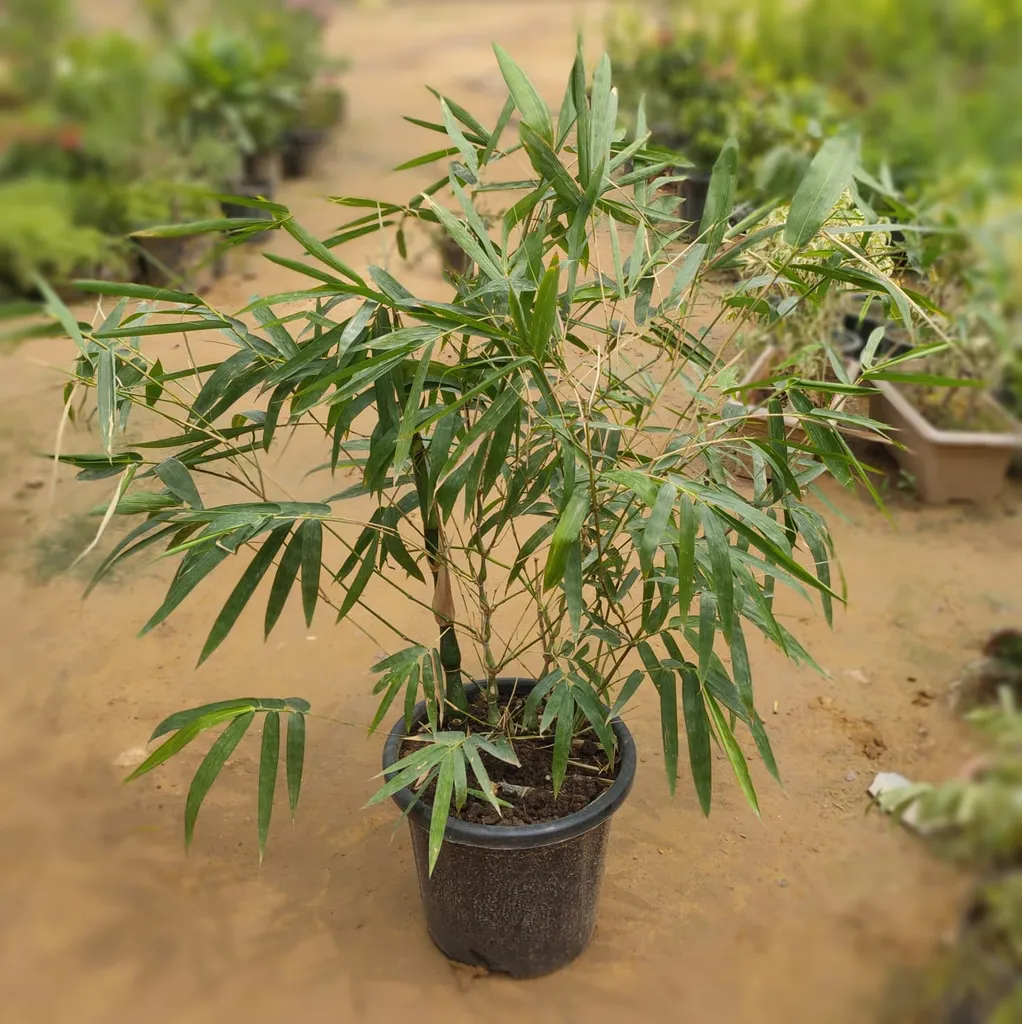 Bambusoideae Bamboo in 12 Inch Plastic Pot