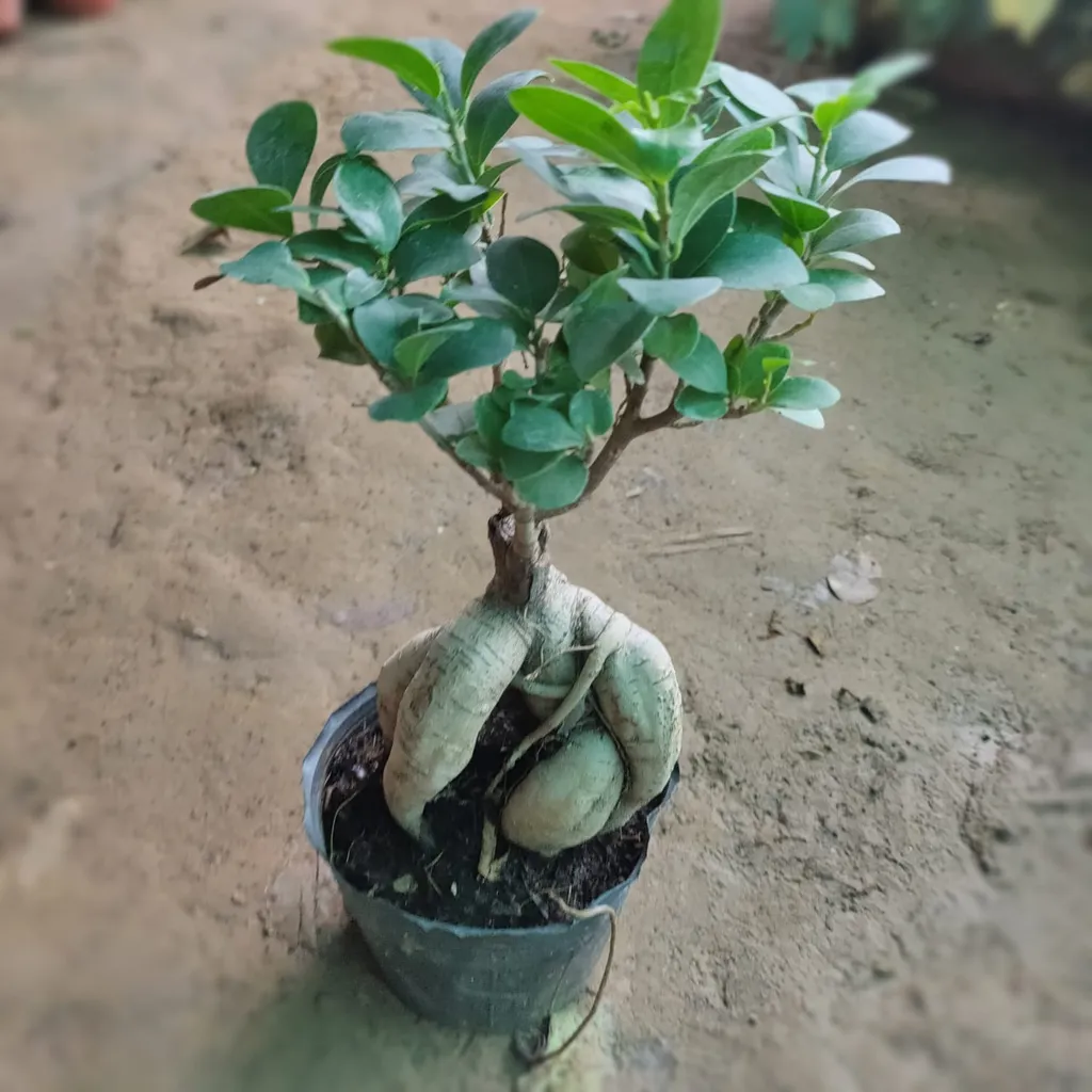 Ficus Bonsai in 5 Inch Nursery Bag