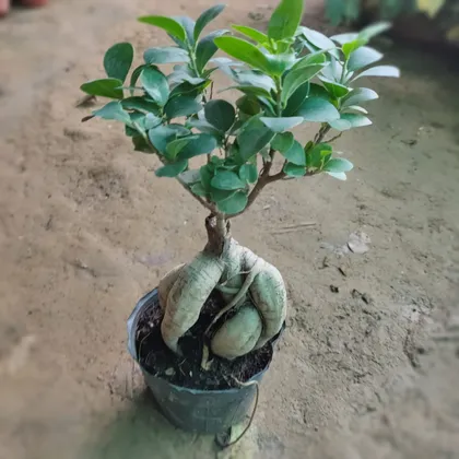 Buy Ficus Bonsai in 5 Inch Nursery Bag Online | Urvann.com