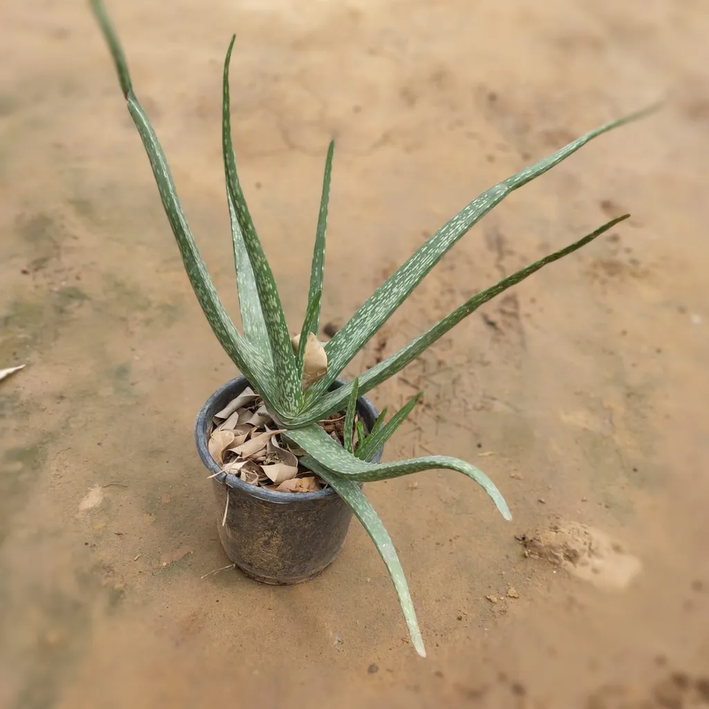 Aloe Vera in 6 Inch Plastic Pot