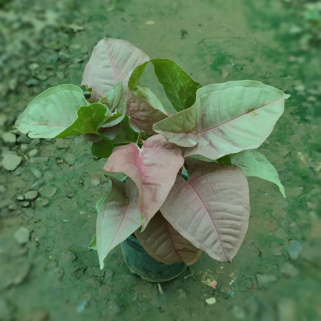 Pink Syngonium Big Leaf in 4 Inch Plastic Pot