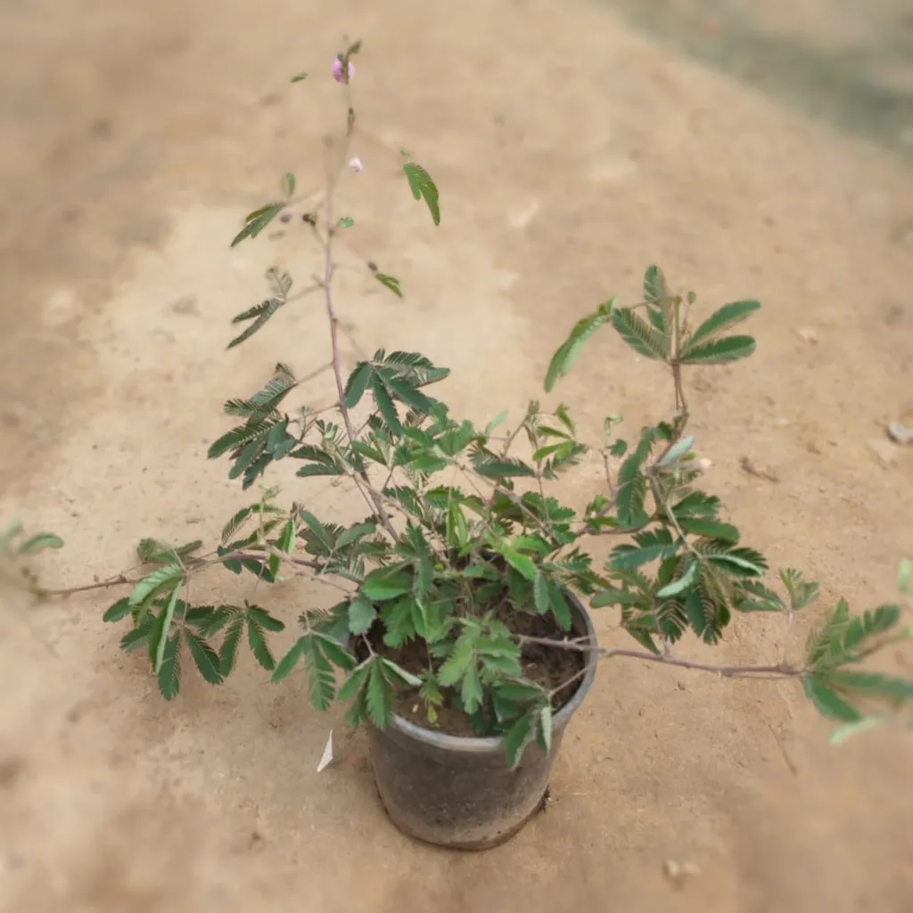 Touch me Not Mimosa Pudica in 6 Inch Plastic Pot