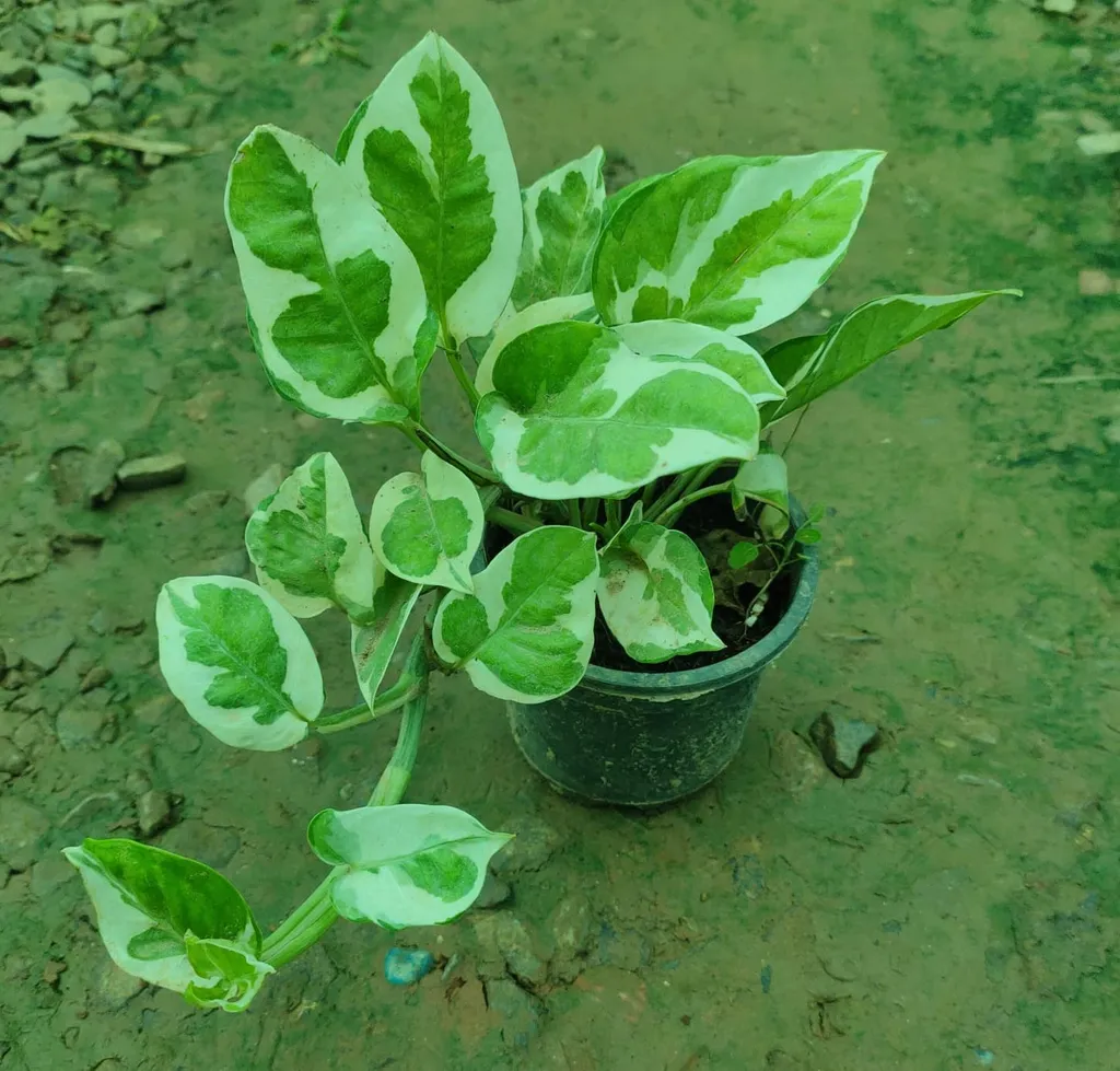 White Pothos Money Plant in 4 Inch Plastic Pot