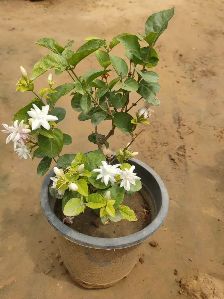 Desi Mogra (any colour) in 8 Inch Plastic Pot