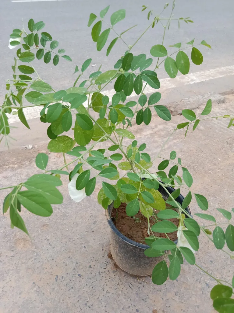 White Aparajita in 6 Inch Plastic Pot