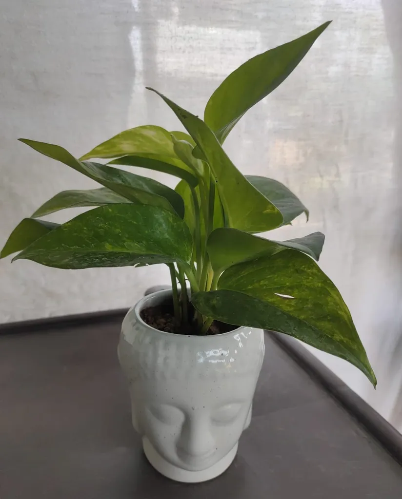 Green Money Plant in 4 Inch Ceramic Buddha Pot