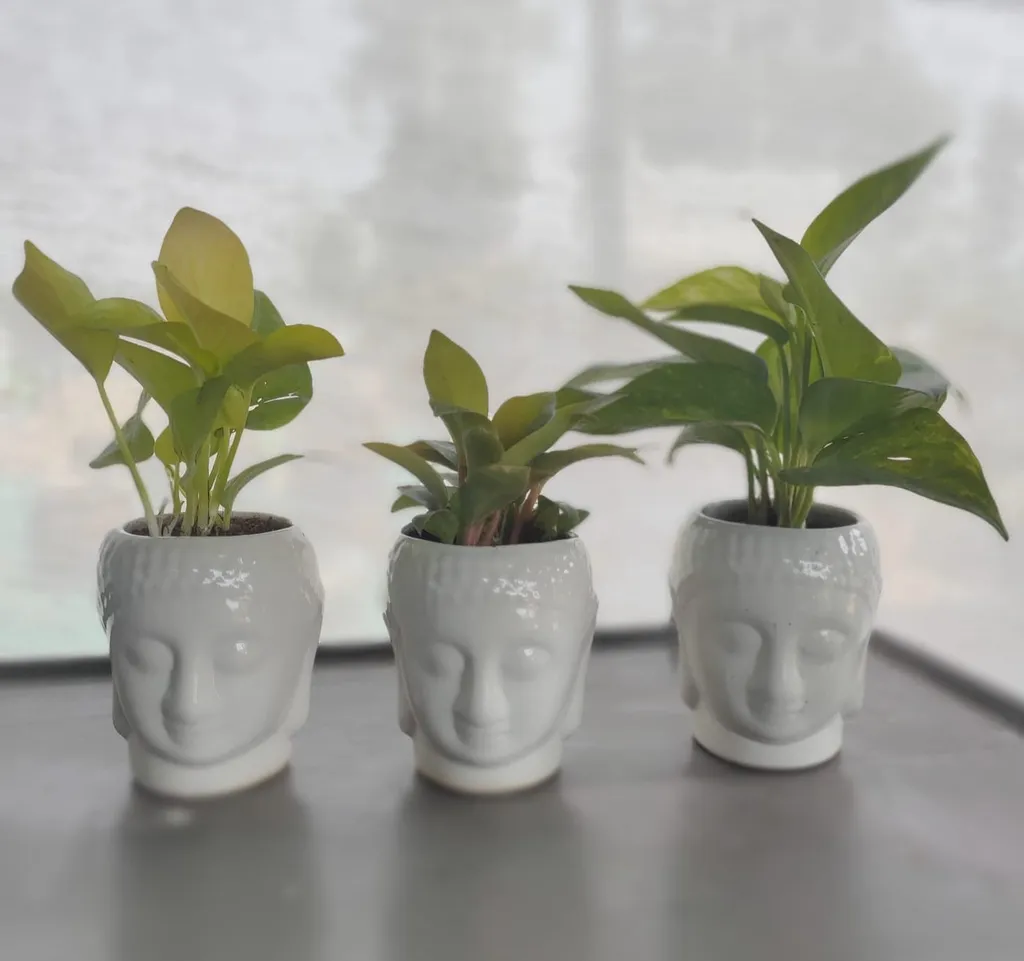 Set of 3 Money Plant in 4 Inch Ceramic Buddha Pot
