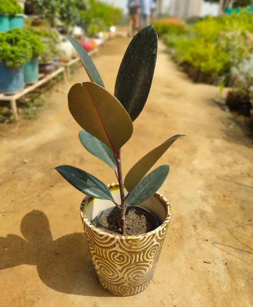 Rubber Plant in 7 Inch Ceramic Pot (any colour)