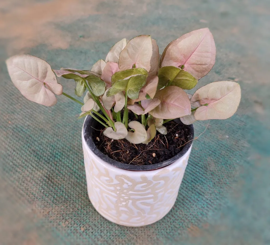 Pink Syngonium in 4 Inch White Ceramic Pot
