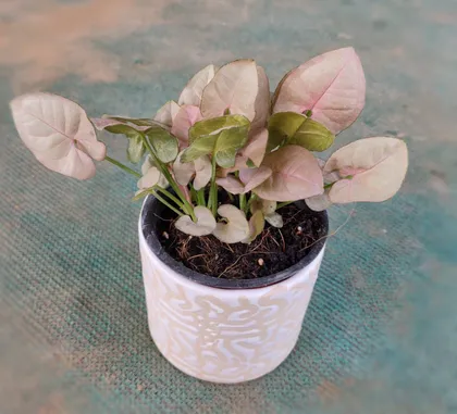 Buy Pink Syngonium in 4 Inch White Ceramic Pot Online | Urvann.com