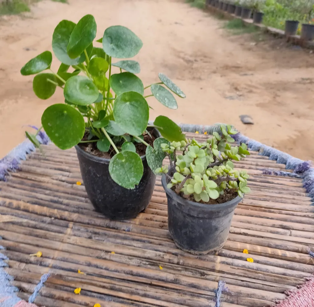 Set of 2 lucky plants - Chinese Money plant in 6 inch and Jade 4 Inch Plastic Pot