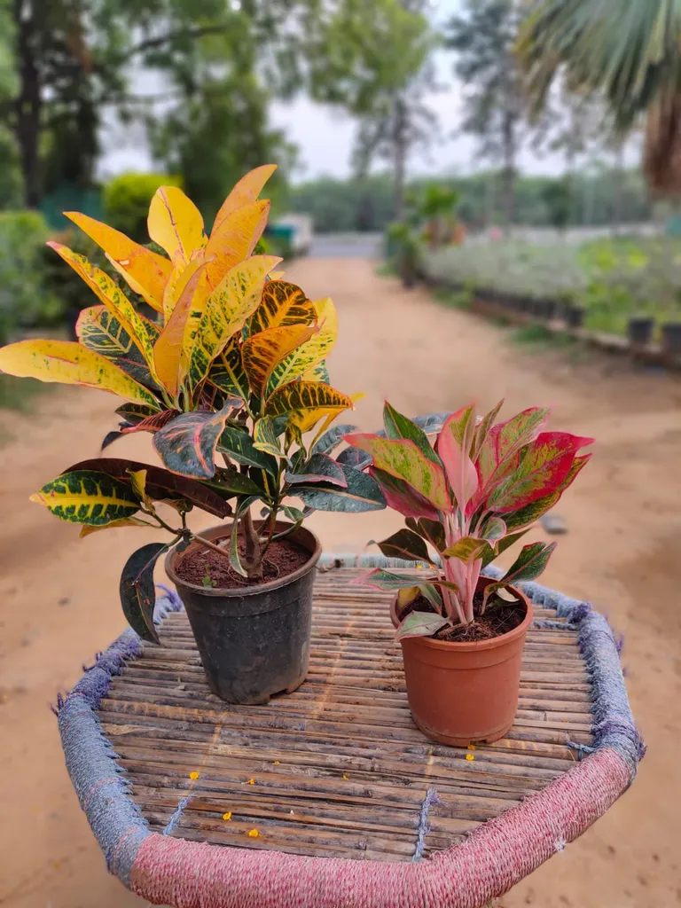 Set of 2 colourful Indoor plants Croton petra, Aglaonema Lipstick in 6 Inch Plastic Pots