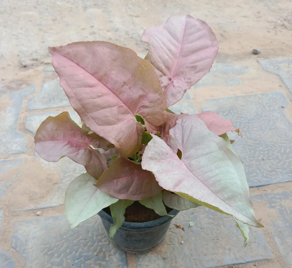 Pink Syngonium in 4 Inch Plastic Pot