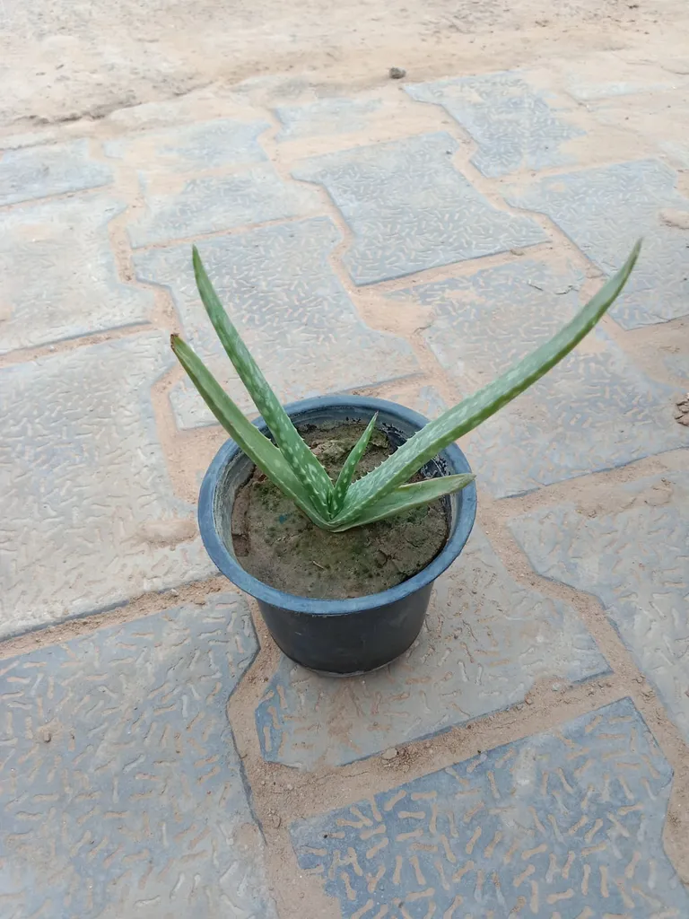 Aloe Vera in 4 Inch Plastic Pot