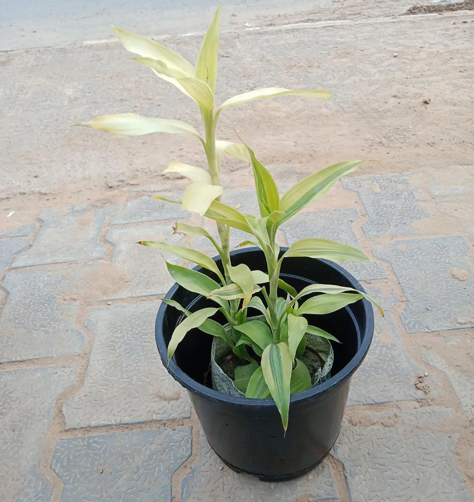 Lucky Bamboo in 6 Inch Plastic Pot
