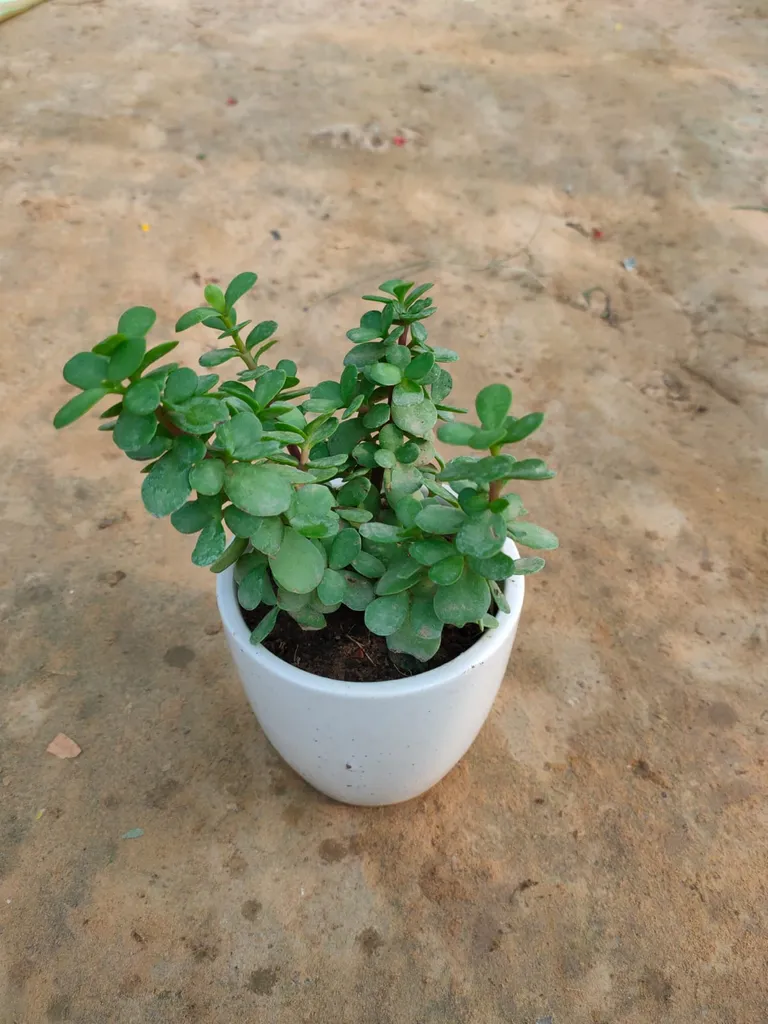 Jade in 5 Inch Ceramic Pot