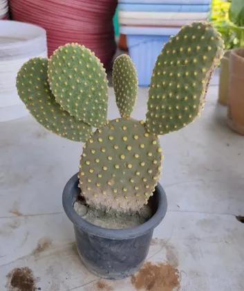 Buy Bunny Ear Cactus in 4 Inch Plastic Pot Online | Urvann.com