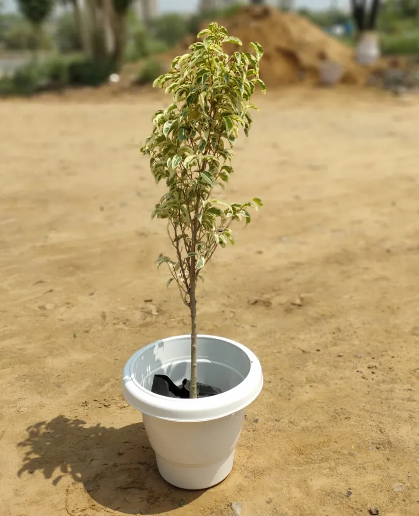 Ficus Starlight in 10 Inch White Classy Plastic Pot