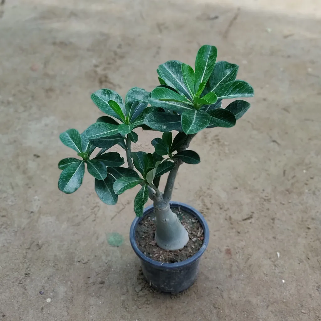 Grafted Adenium (any colour) in 4 Inch Plastic Pot