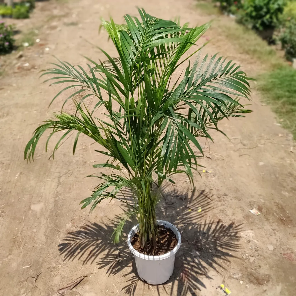 Areca Palm (~4 Ft.) in 10 Inch White Plastic Pot