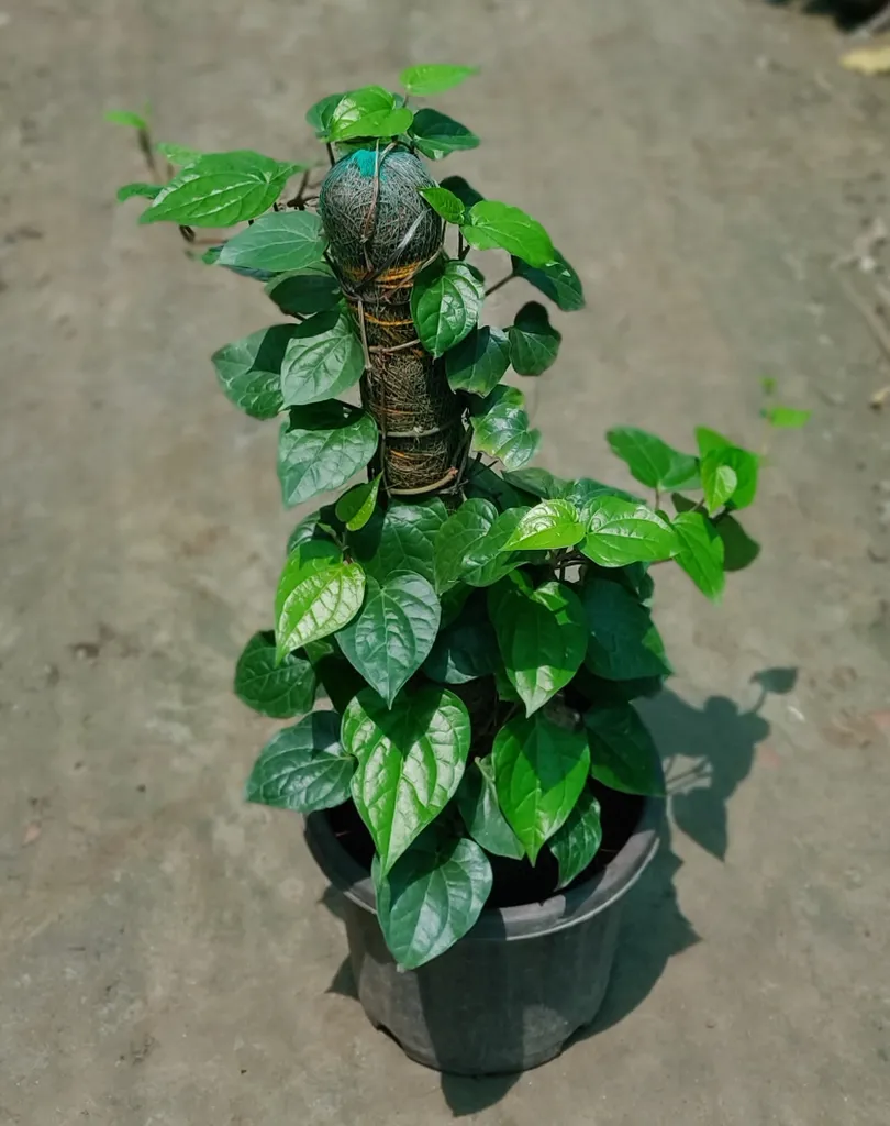 Paan with ~2 Ft. Moss Stick in 8 Inch Plastic Pot