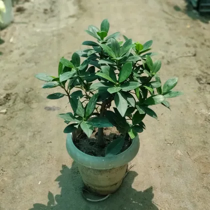 Buy Ficus Long Island Bonsai in 6 Inch Plastic Pot Online | Urvann.com